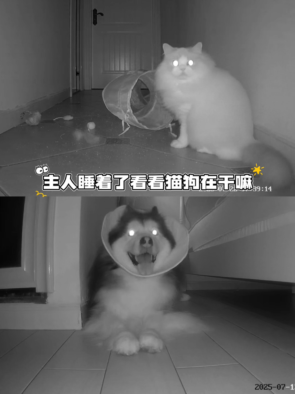 装了监控才知道猫狗的夜生活这么精彩！