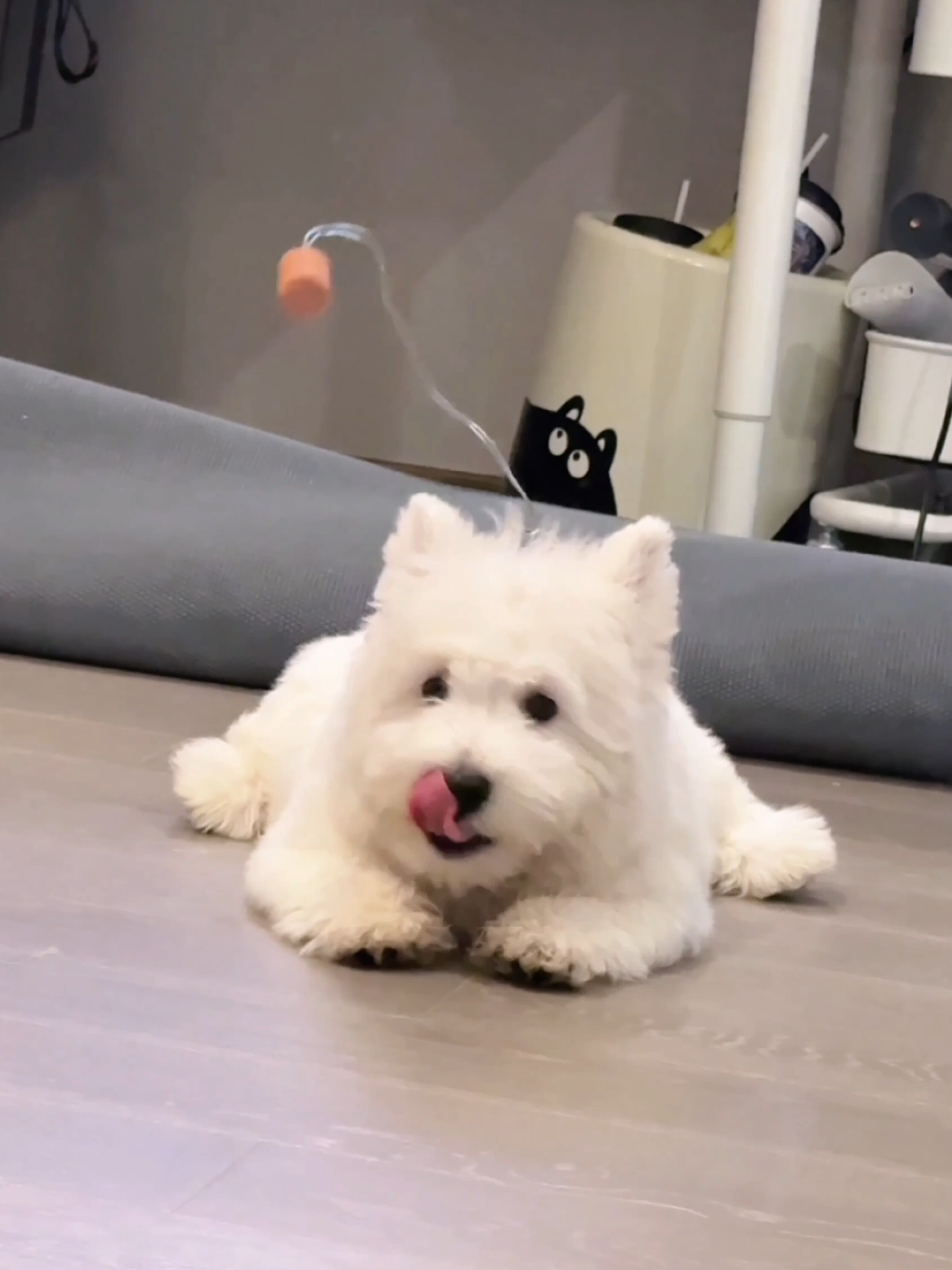 挑战把零食拴铁丝上让狗吃