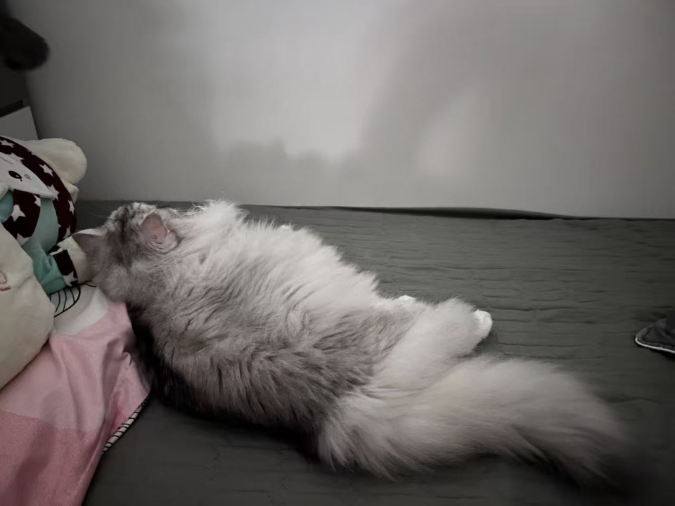 猫猫日记