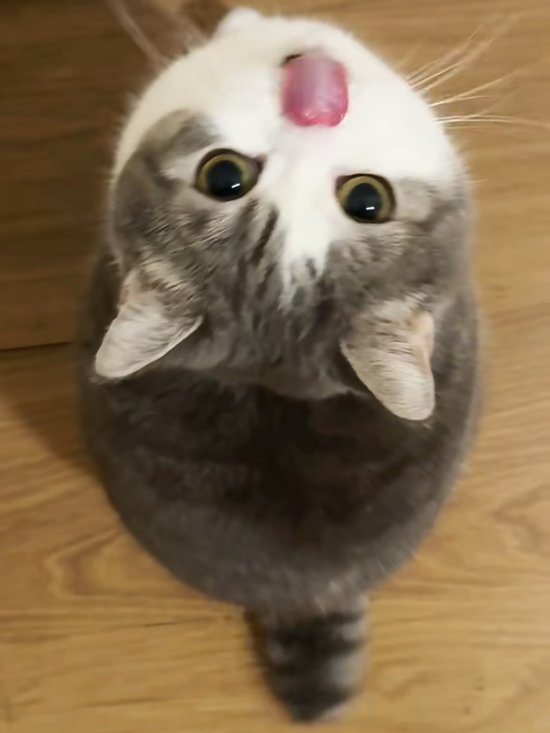 小猫不语！就是一味的摇尾巴😍