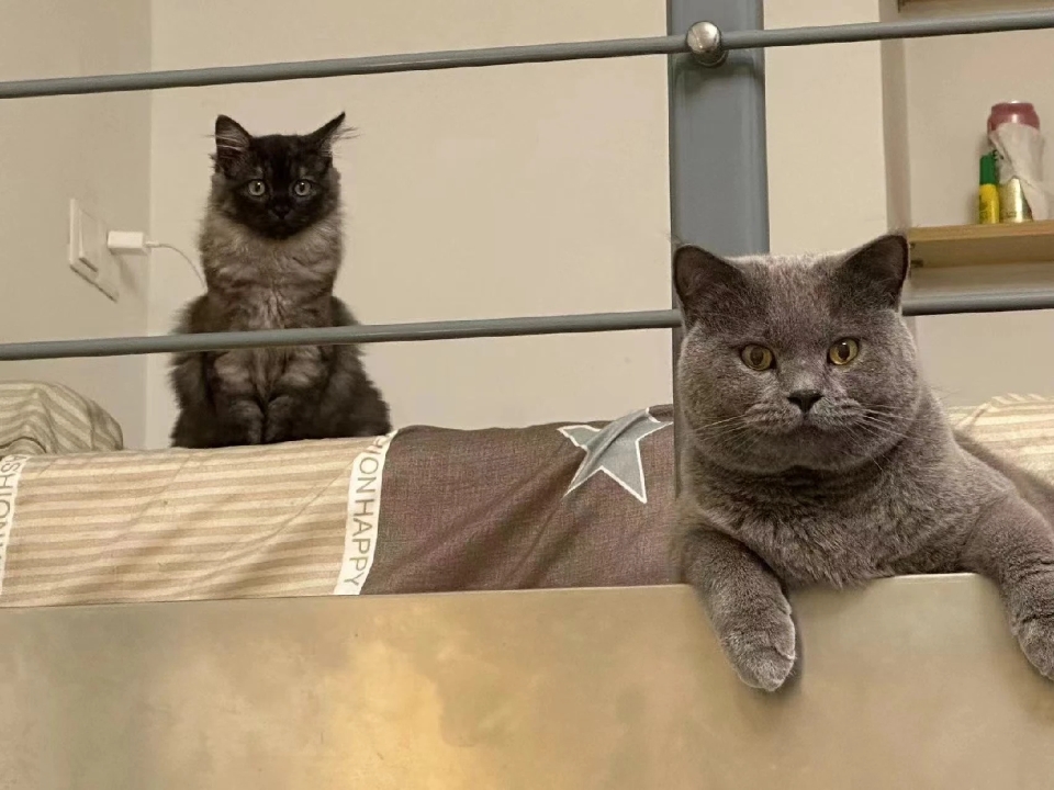 猫猫日记