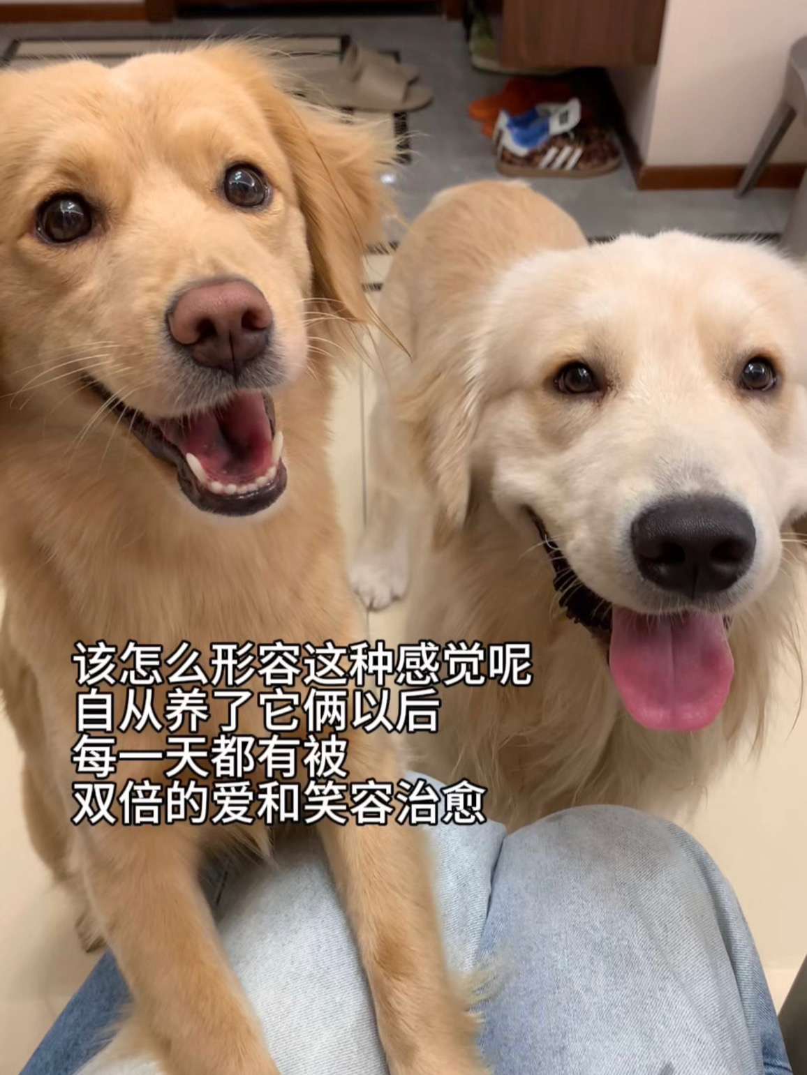 生狗勿近 vs 就要贴贴
