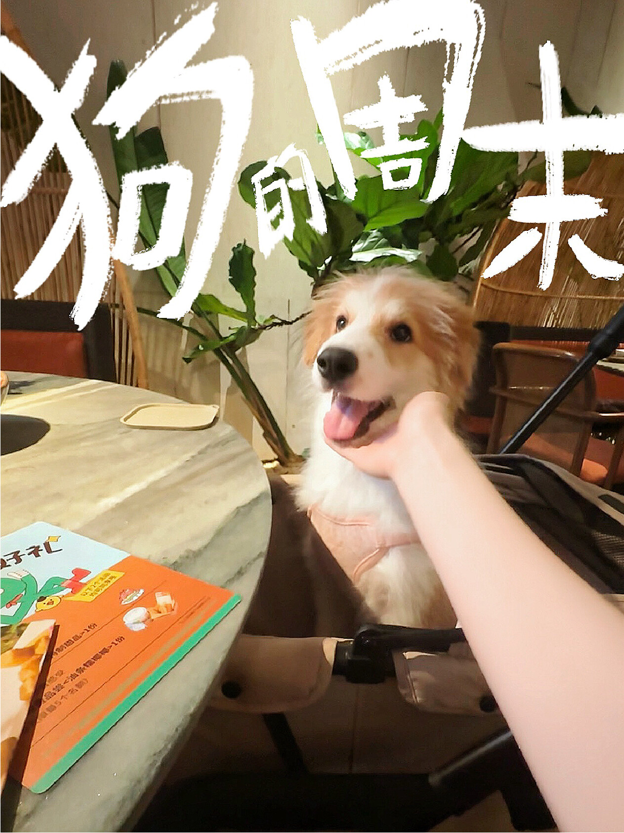 小狗的人生清单：第一次过周末！