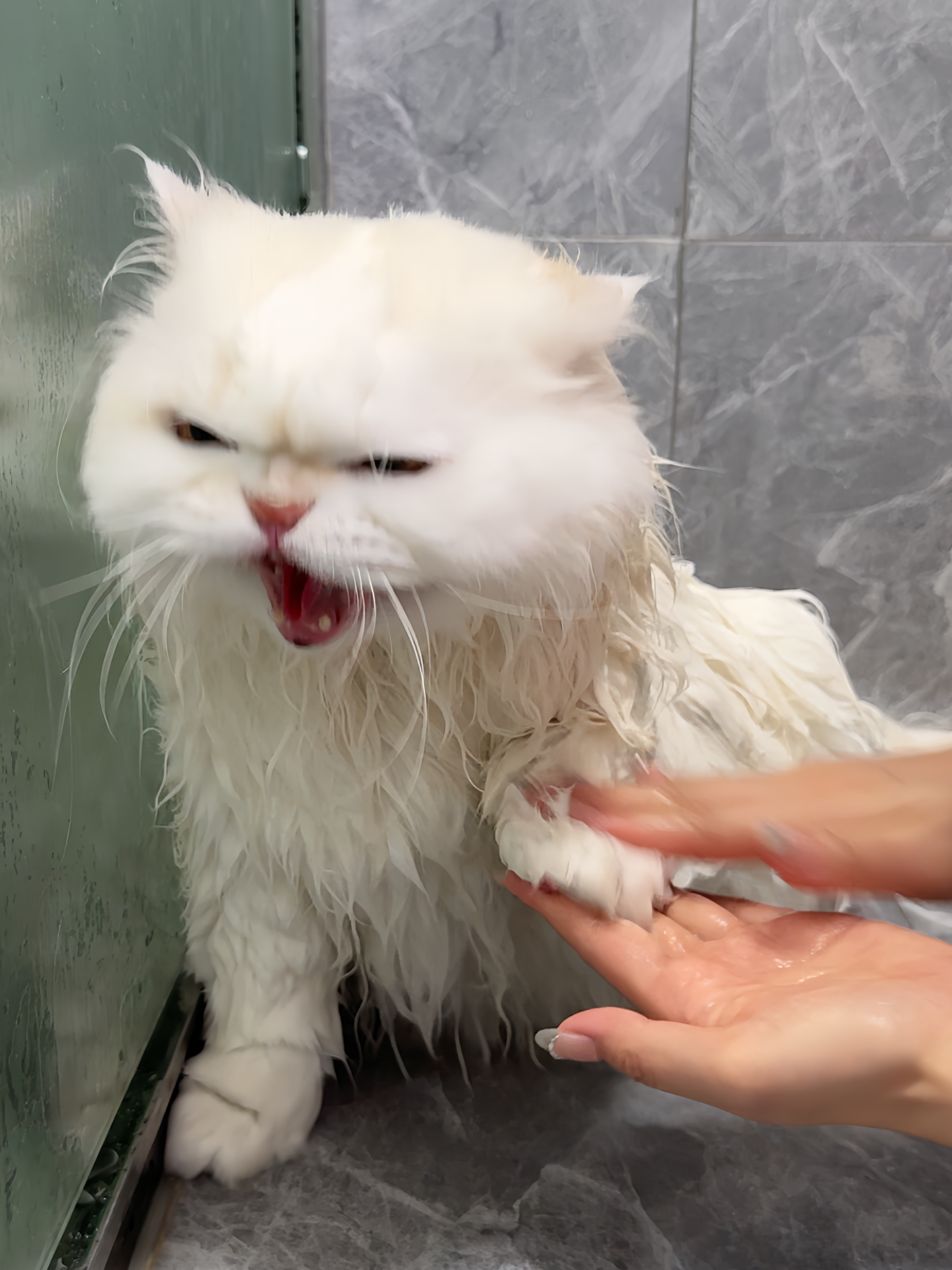 一看就是情绪闻腚的小猫！