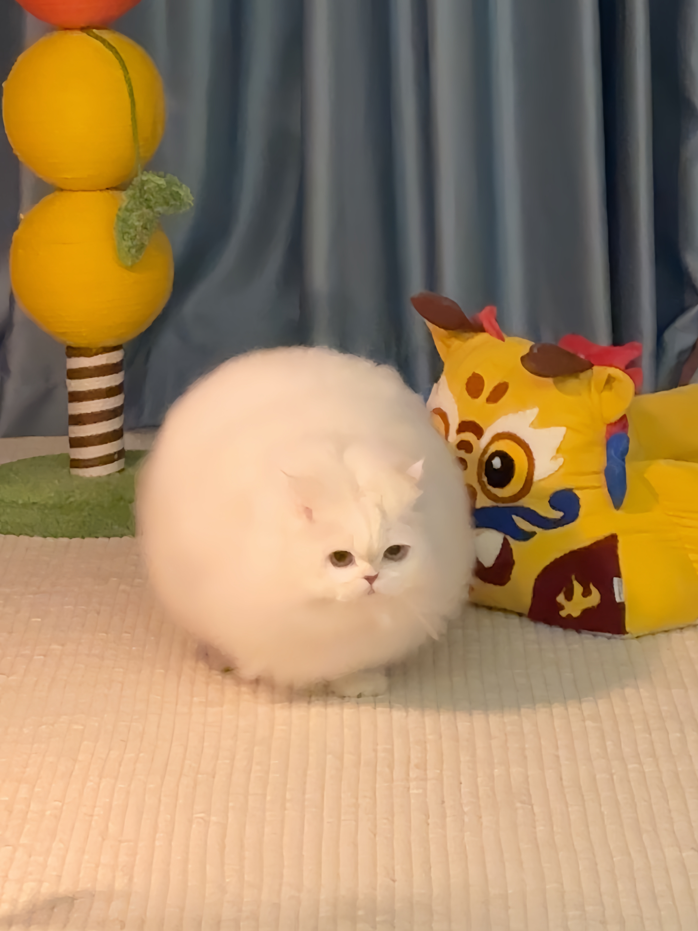 不建议养这么圆的小猫～