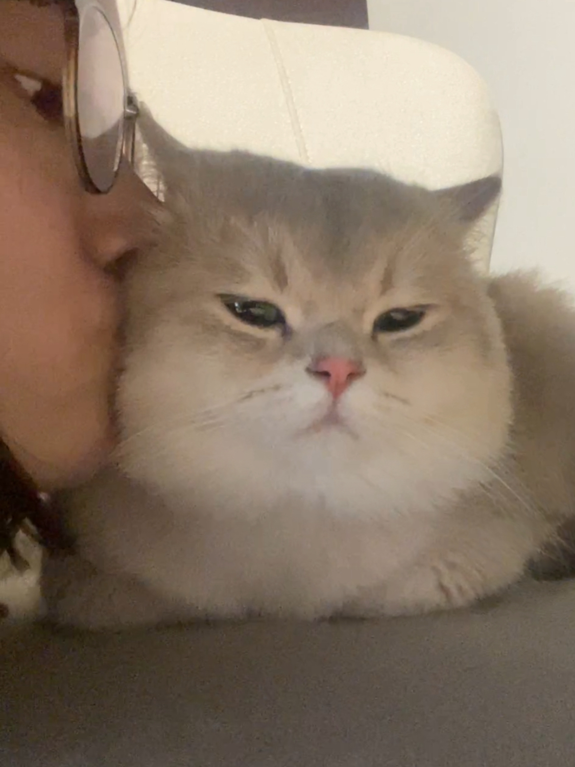 养了猫才知道 日子怎么可能和谁过都一样！