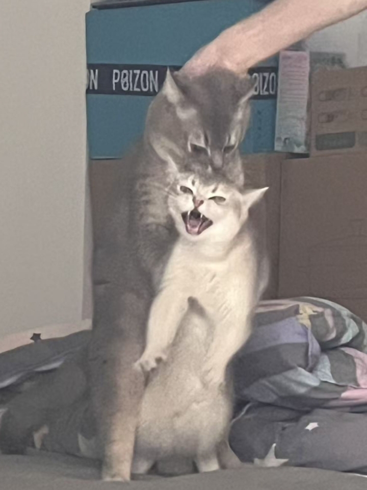 猫猫日记