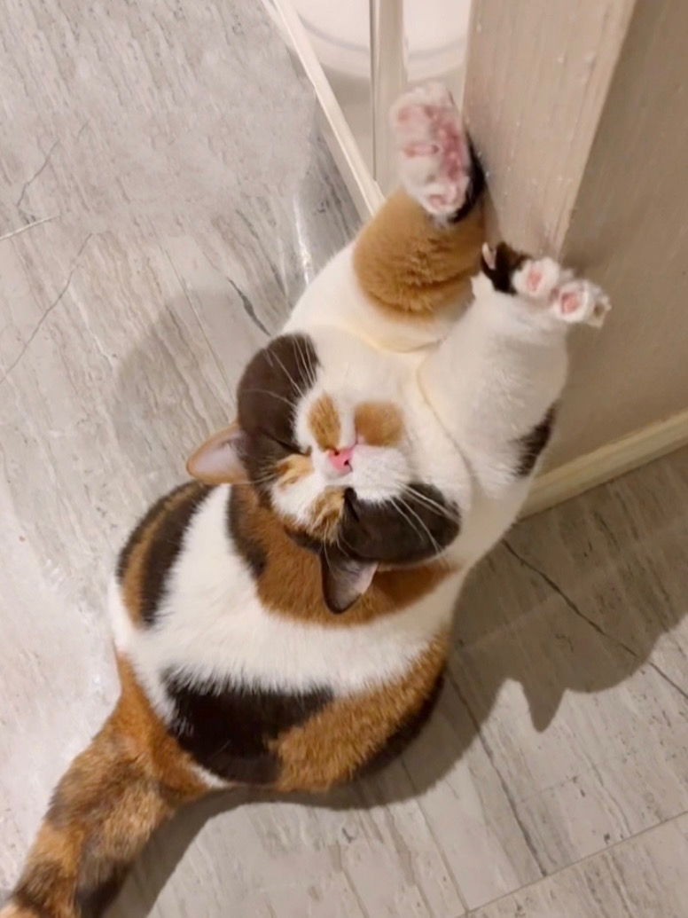怎么都不喜欢三花猫啊？