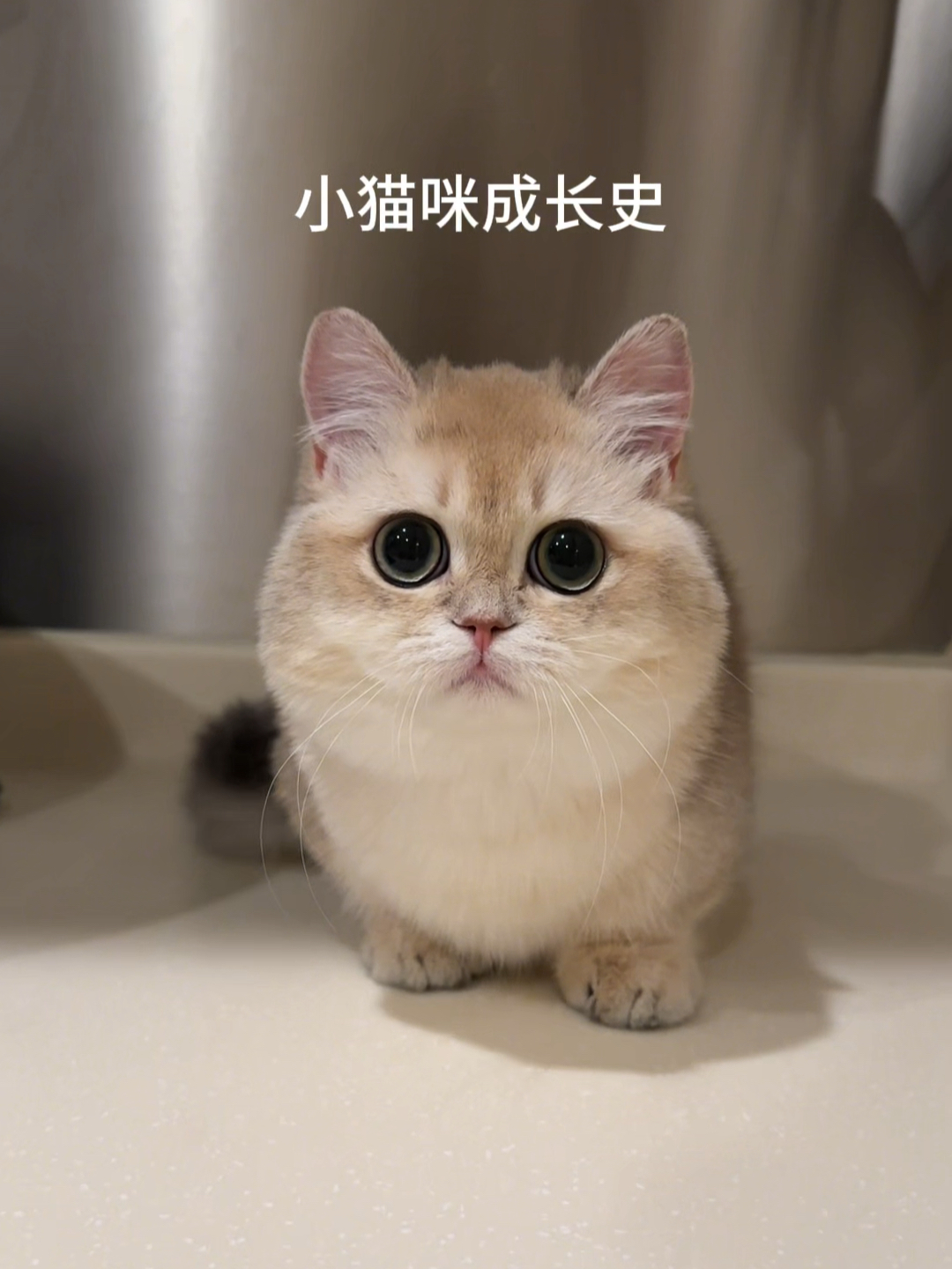 人，我是中猫