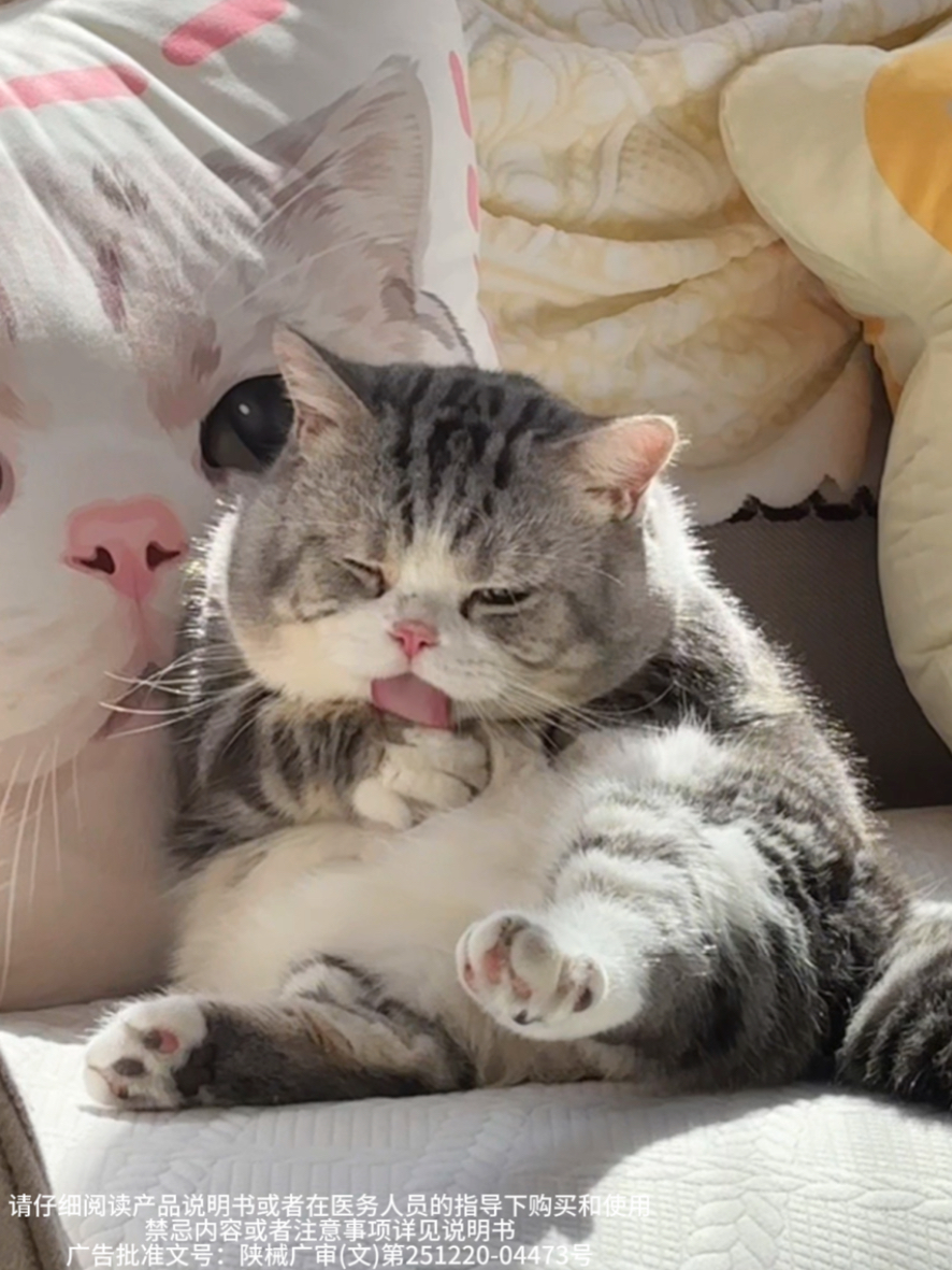 奶奶臭臭软乎乎的猫届杨贵妃