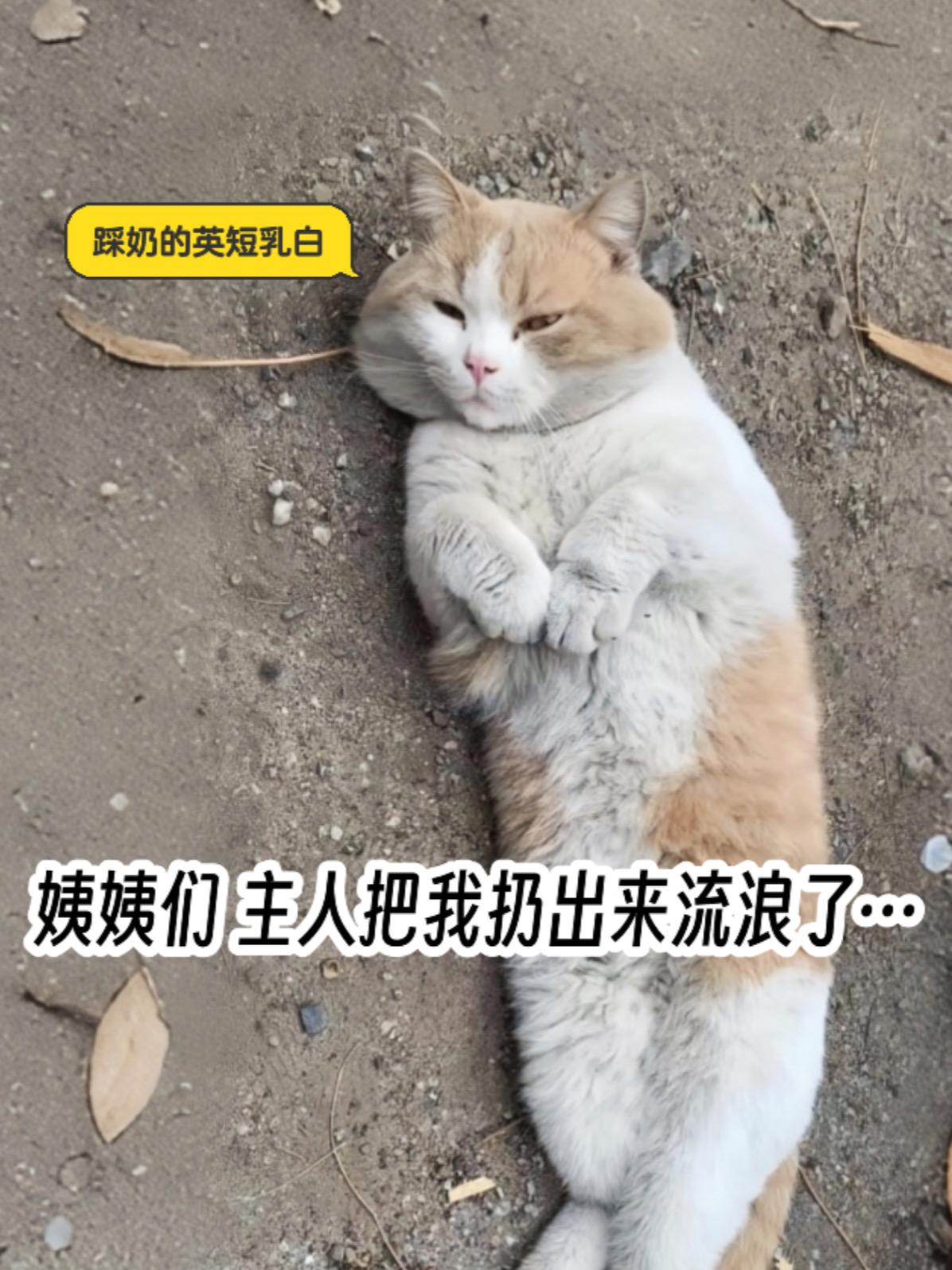 瞒着所有人给流浪猫租房子安家是什么体验？