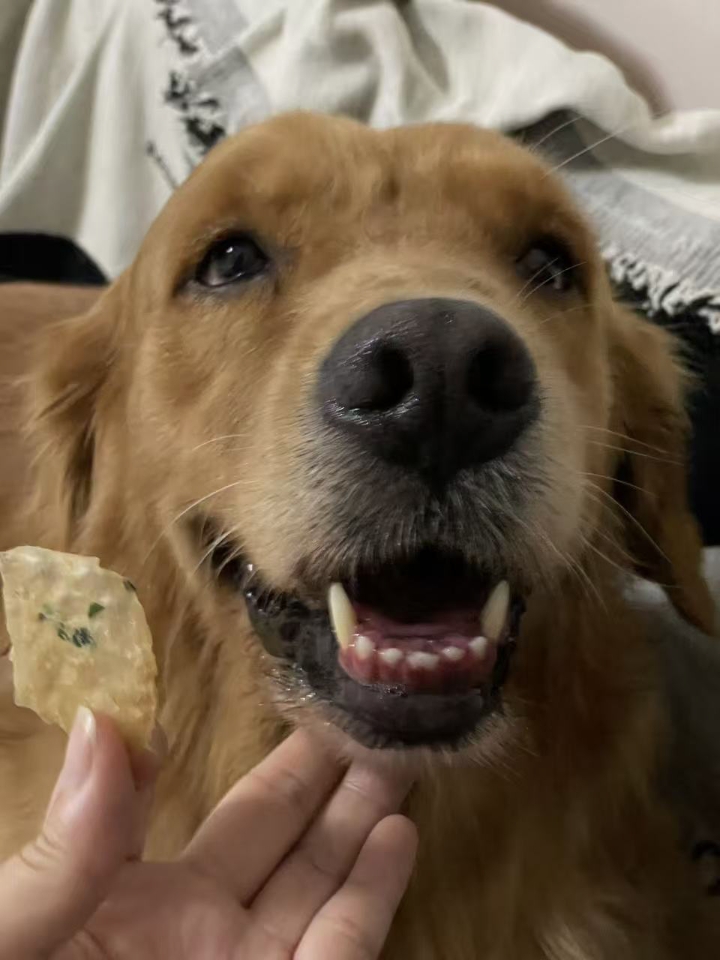 狗狗神经炎治好啦！分享心得 我家狗狗上个月得了神经炎，现已痊愈，和大家分享下心得，希望帮到有需要的人： 狗狗神经炎症状 莫名尖叫 抽搐、吐白沫 四肢无力、走路摇晃  狗狗神经炎确诊 C T 如果是经验丰富的医生，拍片子+血常规+c反应蛋白即可  ✅关于用药方面： ✔【复.元.定.片】：（一次两片，一天两次） 作用：改善因遗传基因，外伤所致，肿瘤压迫，造成的神经疾病缓解精神压迫，快速修复受损神经  ...