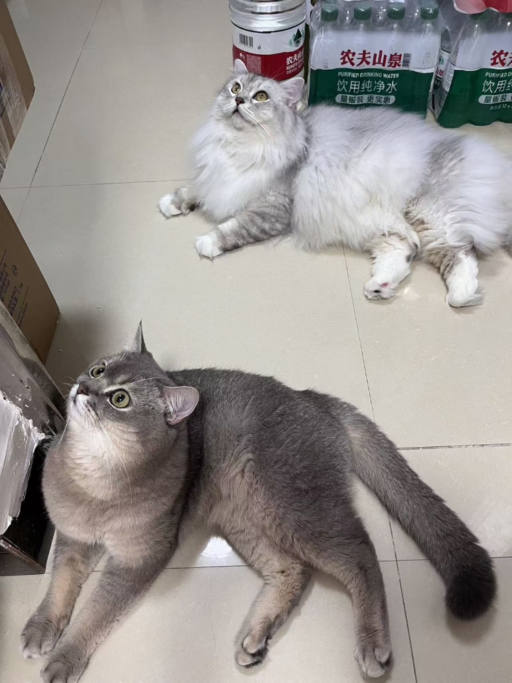 猫猫日记
