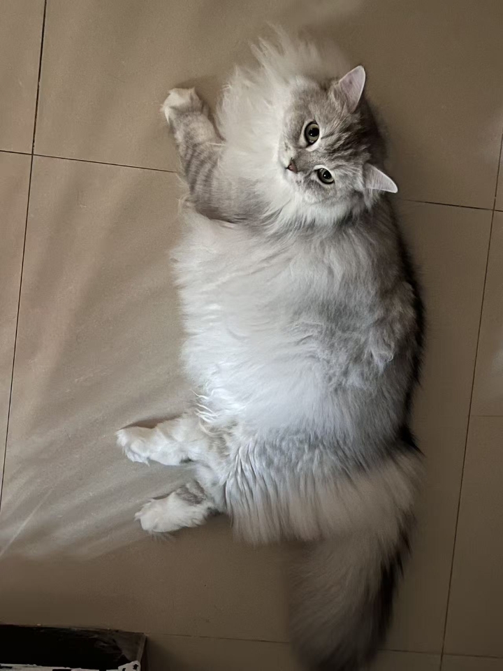 猫猫日记