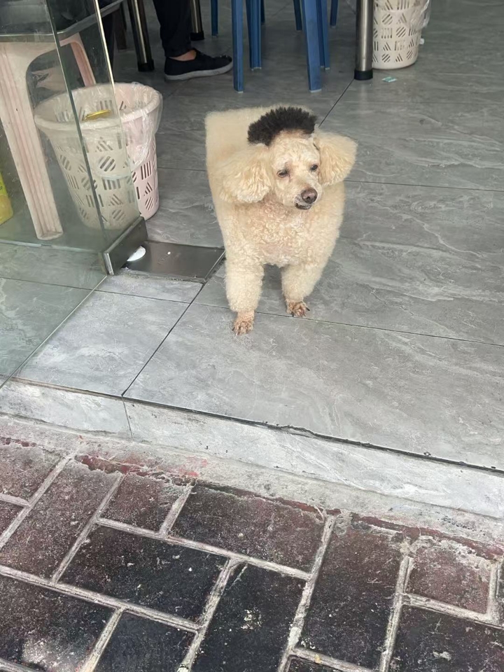 养狗狗要注意的6种狗狗神经炎症状！！ 其实神经炎这种疾病在狗狗里面还是比较常见的，因为狗狗天生爱动，四处奔跑、上下楼梯或者受凉都容易造成神经炎。 ----- 神经炎常见症状 1、运动障碍：后腿无力、走路一瘸一拐的，或者狗狗站不起来无法不能走路 2、弓背、脖子发硬，身体直直的的趴在地上 3、莫名惨叫，经常发出惨叫声，有时不让人碰 一碰就叫 4、有的狗狗会喜暗，胆子变小，没有精神 ----- 神经炎导...