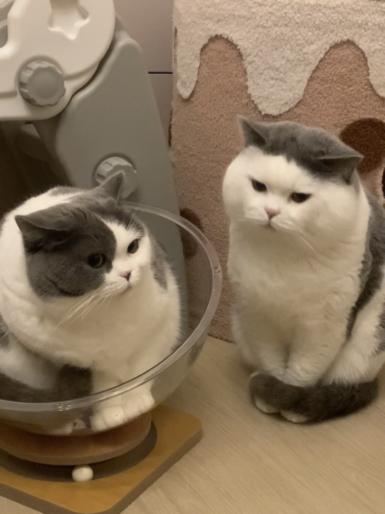 警惕右边这种齐刘海包子脸小猫