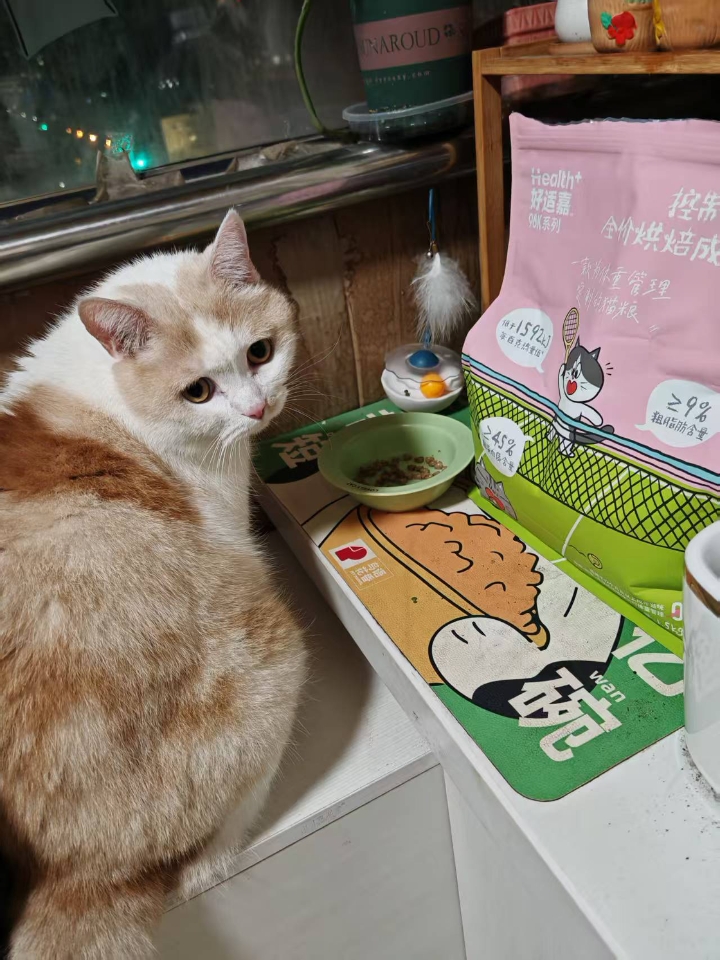 猫咪减脂期，爱吃还管饱的控脂粮