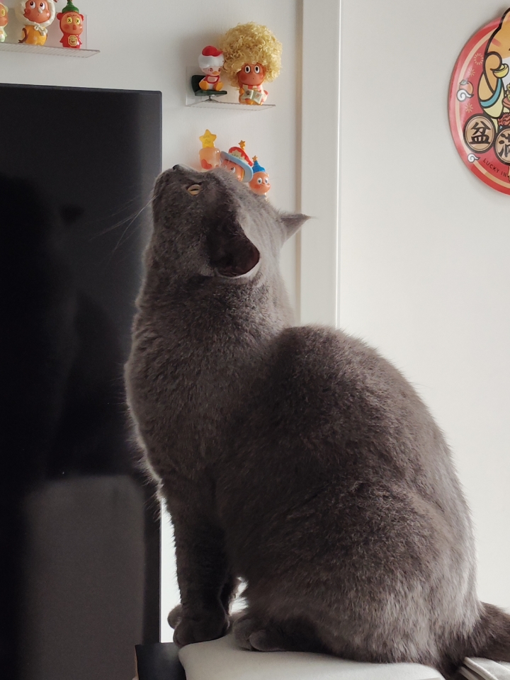 猫猫日记