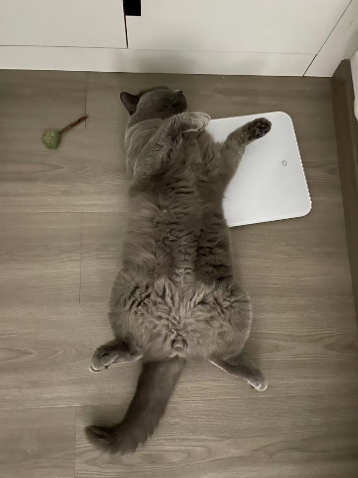 猫猫日记