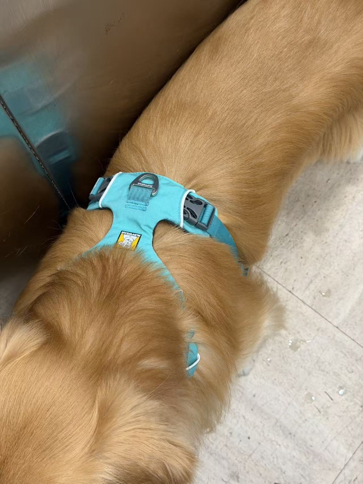 我家狗狗比较喜欢吃肉，身体一直都挺好的，没想到得了神经焱，刚得的时候很怕，后来才知道是一种常见病。我家狗狗是因为挑食，长期只吃肉和粮🥩，体内缺乏vb，后来着凉了，引发神经焱。 当时的症状👉刚开始就是不爱动，精神也不好，走路感觉没有力气的样子，不给碰，一摸脖子就叫，当时真的吓坏了，带去🏥，医生说是神经焱，给开了药吃。 👉🏻下面是我家狗狗用的药💊分享给大家参考 1.甲钴胺片 作用：营养神经，缓解神经疼...