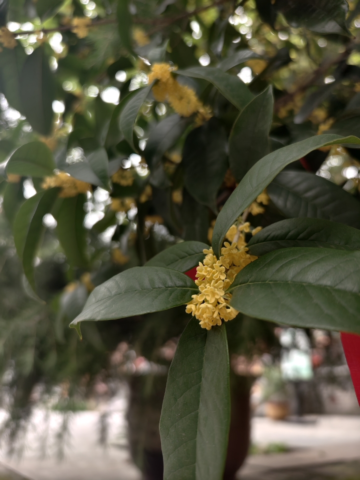 桂花开了