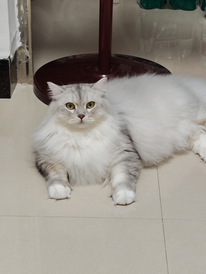 猫猫日记