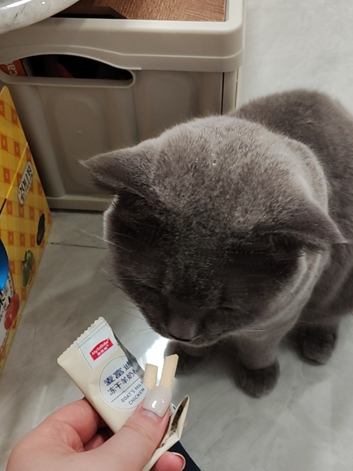 猫猫日记