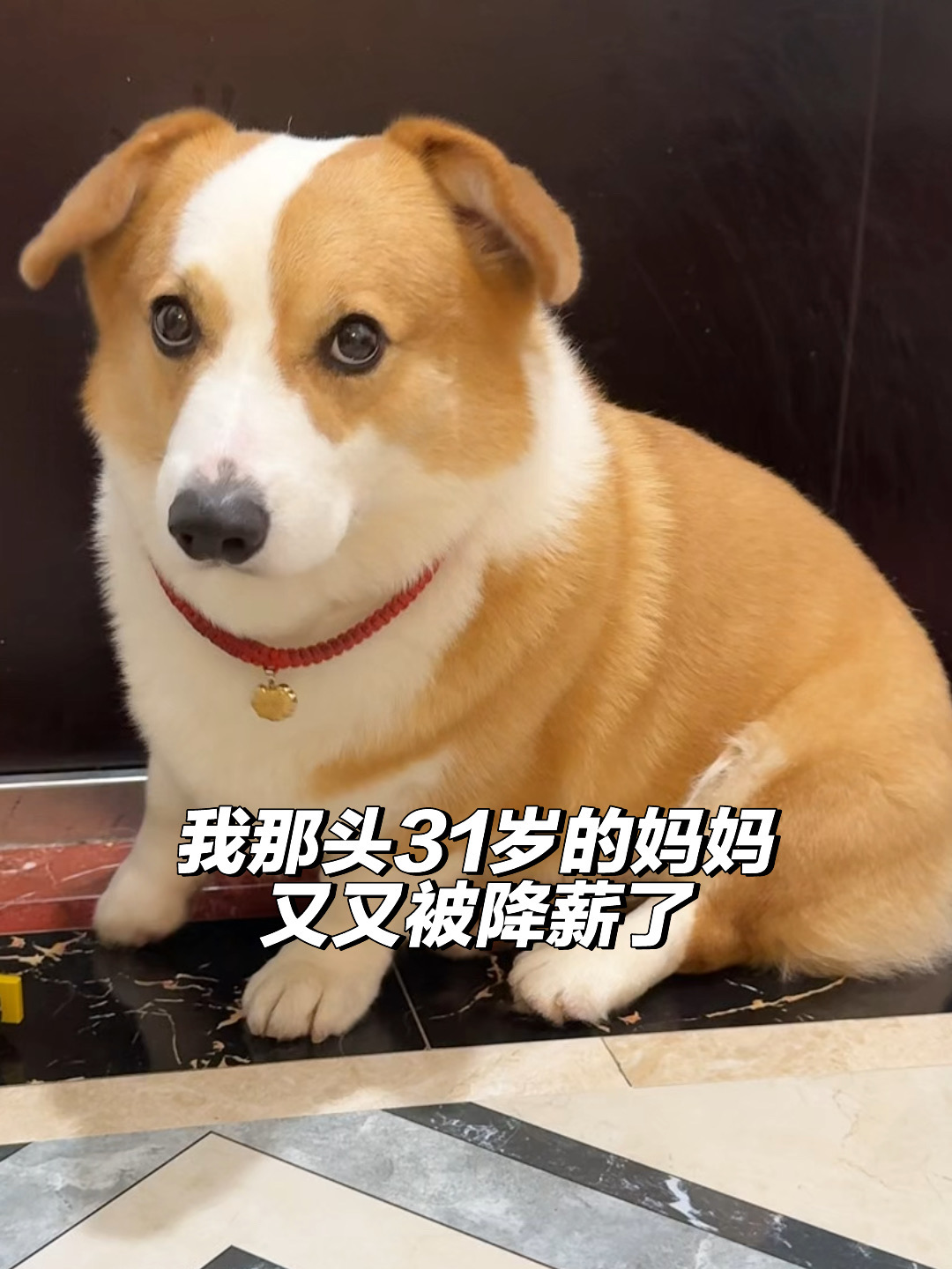 我要站起来当顶梁柱狗了！
