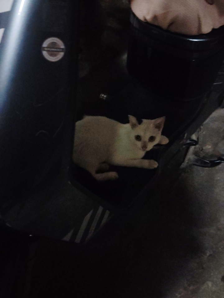 猫猫日记