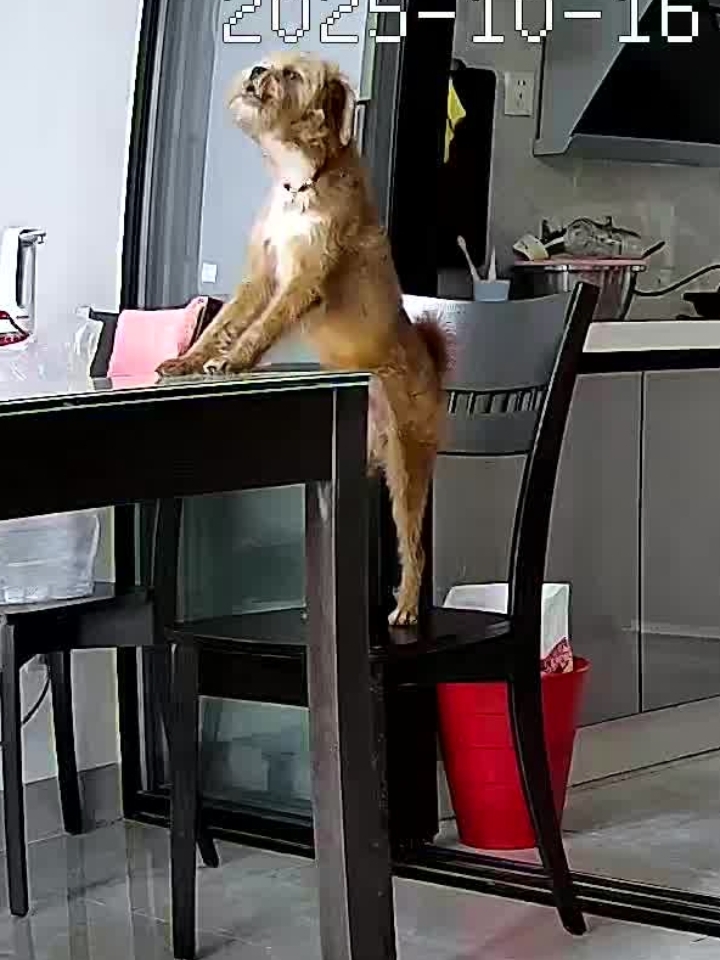 我是汪汪大王