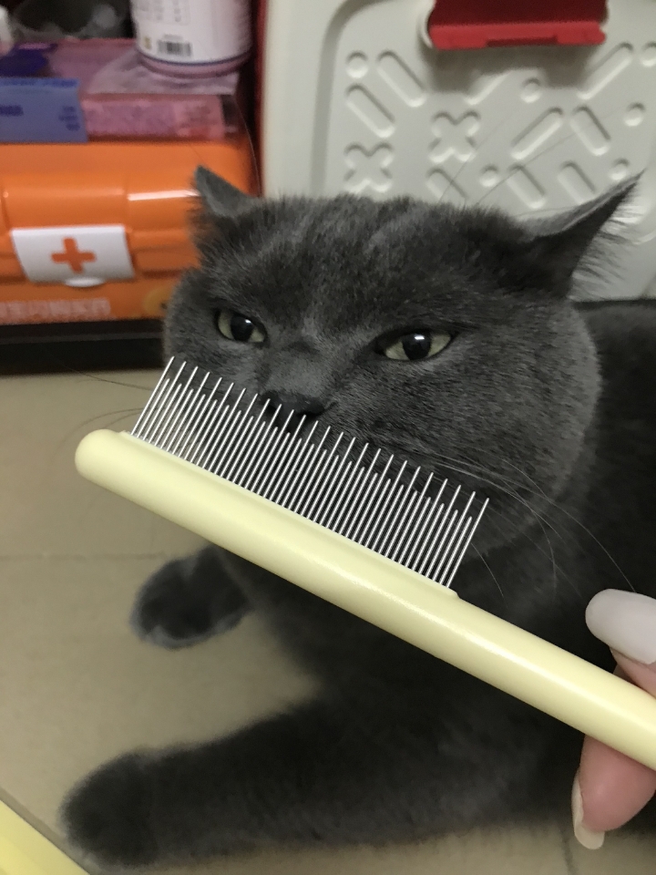 Mango蛮果宠物排梳🪮测评📝