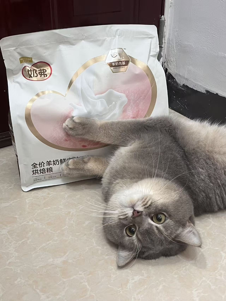 猫猫日记