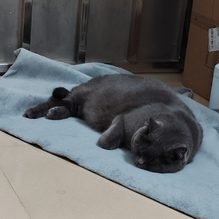 猫猫日记