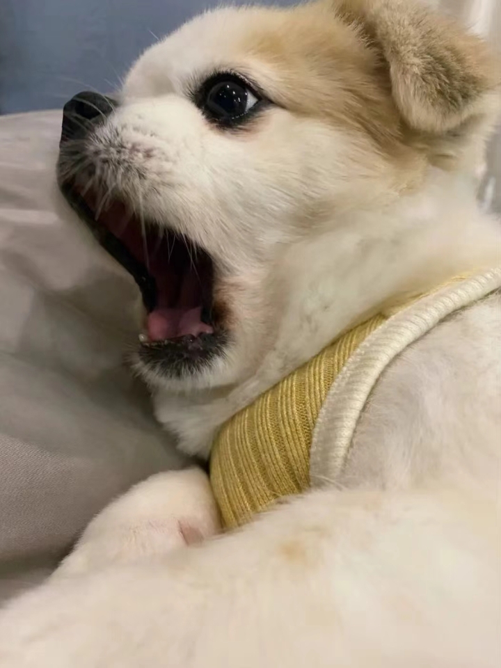 瘸腿、四肢无力、步态不稳、后肢瘫痪、脑袋抬高、连喘粗气、背腰供起、难以俯卧入睡、一碰就叫 如果你家狗子有这些症状就要注意了,很有可能就是狗狗神经炎 狗狗神经炎保守治 疗方式 狗狗神经炎的治 疗上,一般是通过使用药 物来缓解症状,可以用【复元定片】(恢复神经炎) 【甲钴胺片】(缓解抽搐)【维生素B1】(补充维生素),【大活络丸】(通经活络)等神经营养类药物 如果情况严重可以选择打针来缓解症状 如果狗...