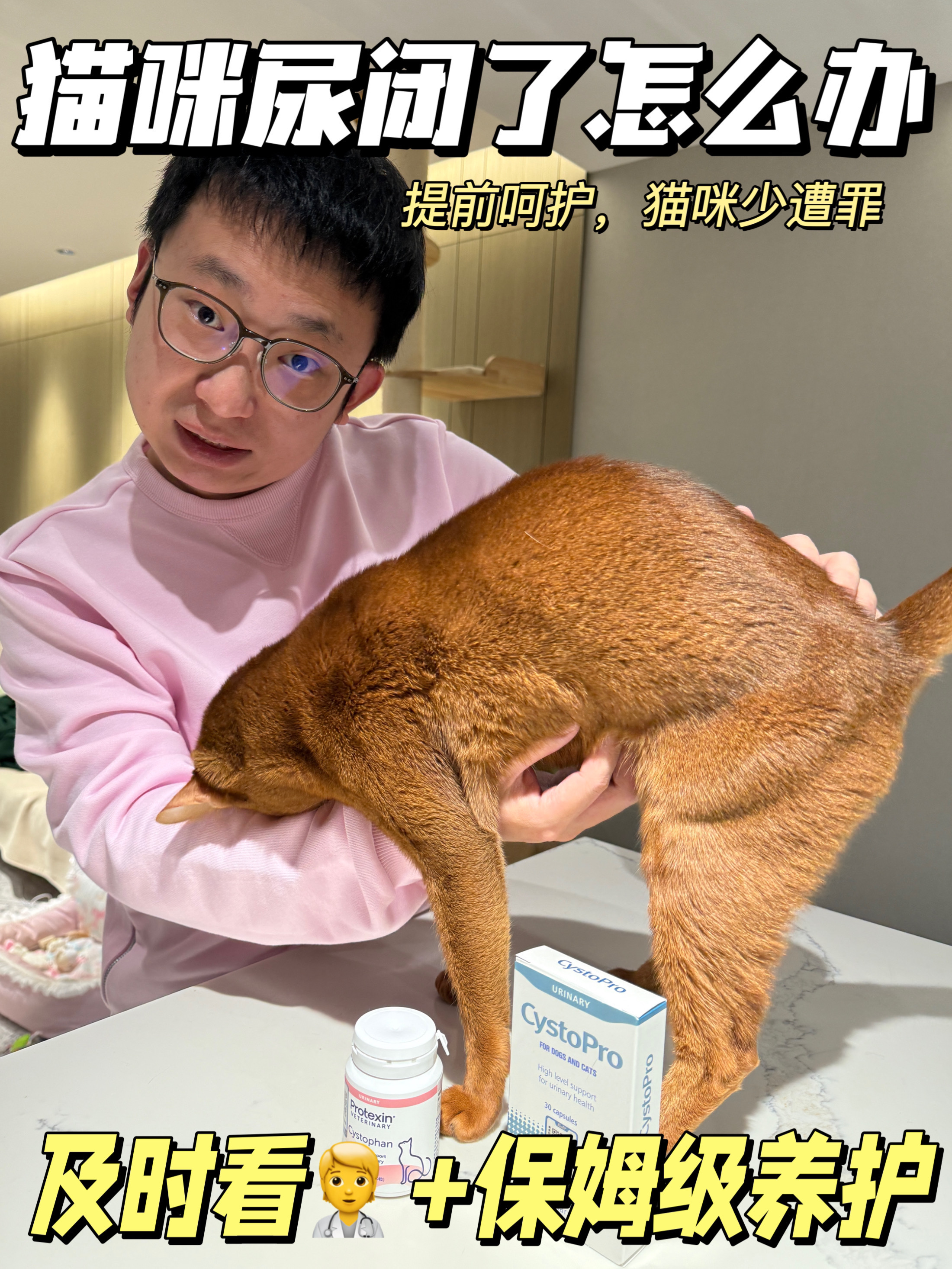 小猫咪嘘嘘出问题了，当家长的可要注意了！