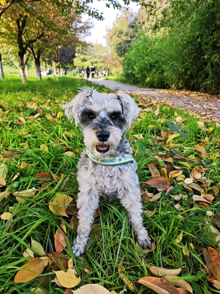 小狗的灵动，手机没有拍清晰呀