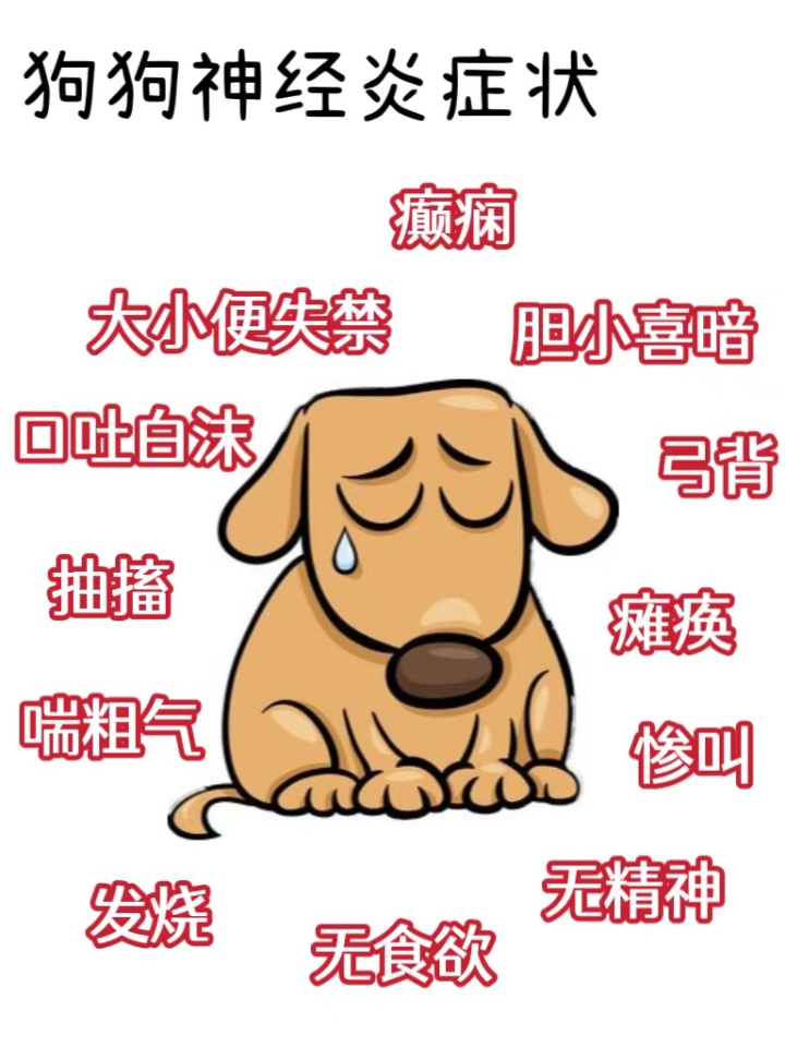 真不容易，历经两周我的狗狗神经炎治好了 狗狗🐶表现的一系列的症状；瘸腿、四肢无力、步态不稳、后肢瘫痪、脑袋抬高、连喘粗气、背腰供起、难以俯卧入睡、一碰就叫 我家狗狗大概是在4月中旬开始发病的，当时带它去宠物医院看了病医生初步诊断是神经损伤，大夫建议是先打消-炎止-痛针和神经损伤的针剂连着三天，过了三天后狗狗已经恢复了，本来以为事情就这样结束了 - 还没高兴两天狗狗的病情又再次复发 ，疼的一直在痛苦...