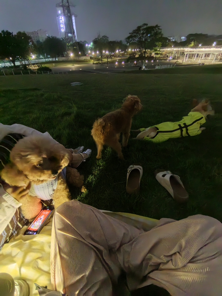 小狗就是要在大草地上跑跑跳跳啊