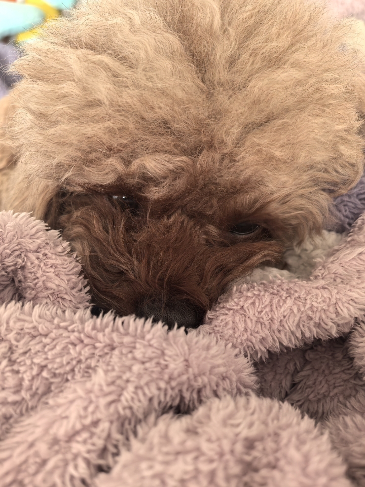 软糯糯的小狗狗