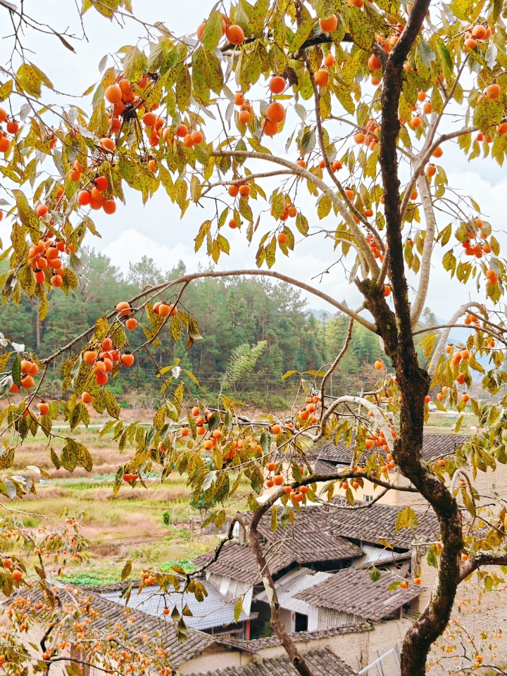 不出远门 福建人去哪里赏秋