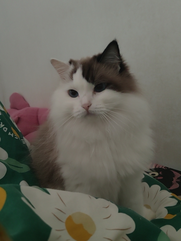 今日份叫起床咪