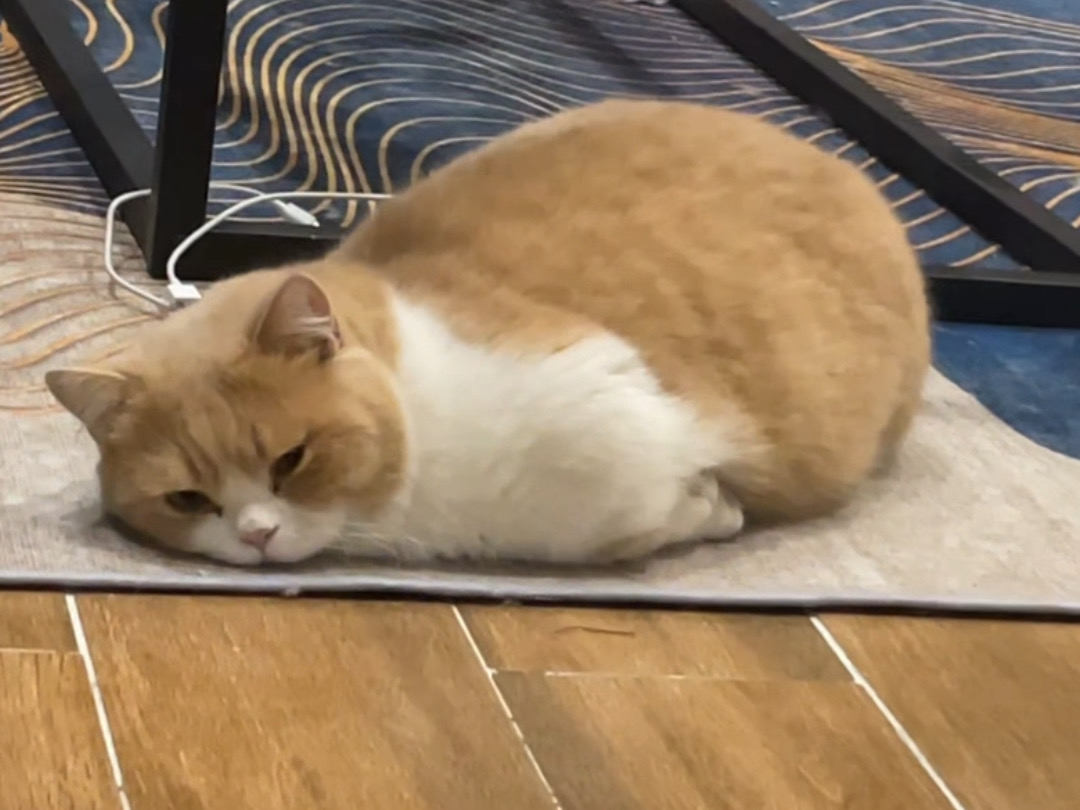 咪一切都好 只是咪没有jio了…