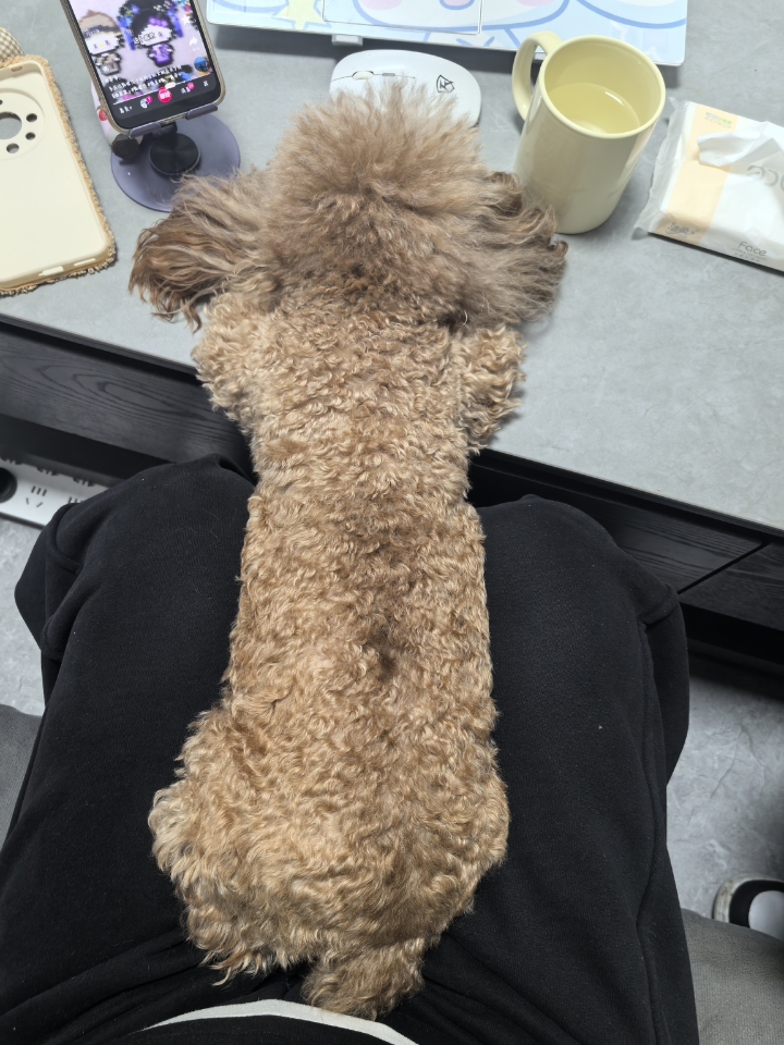 一只看电视的狗狗