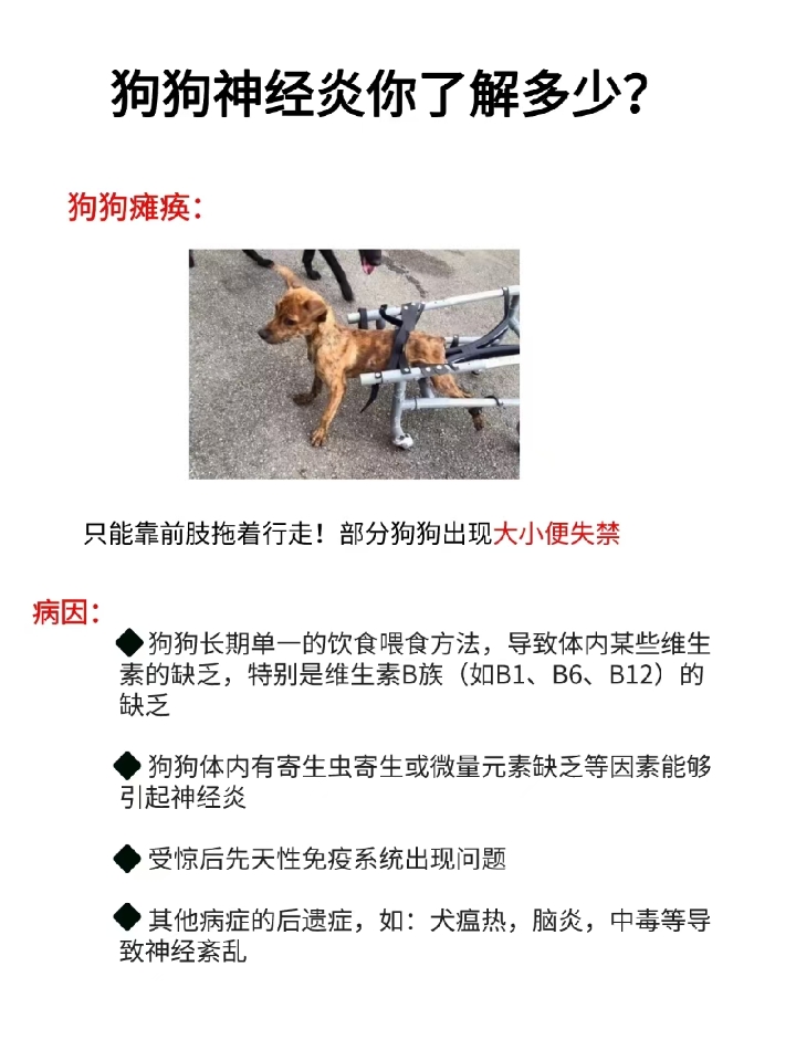 ⭕狗狗得了神经性疾病，都会有哪些症状？  1、部分突然起病，发生运动障碍，严重发生后躯瘫痪乃至全身瘫痪，靠两前肢拖着后躯前进。 2、绝大多数有前驱症状，如先有一肢或多肢发生异常(瘸腿)、发抖，后躯无力，运步拘谨，步态不稳，不上高处，然后逐步发生瘫痪。 3、正在发作的表现为两前肢驻立，头高抬，伸着脖子喘粗气，有的连喘数日，不能伏卧，不能入睡。 4、初期多数表现知觉敏感，背腰拱起，腹围蜷缩，一碰就叫或...