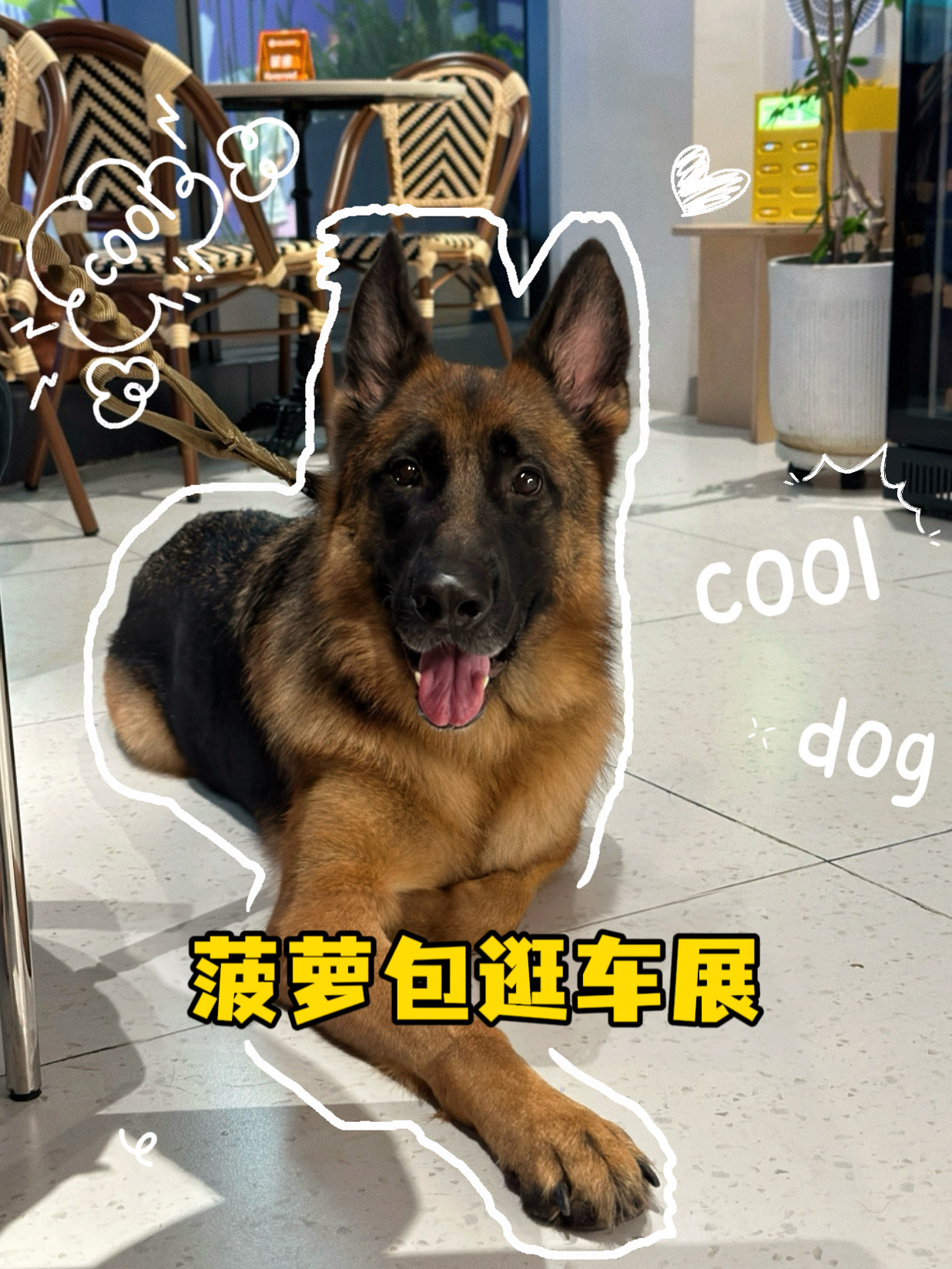 带菠萝包去全上海宠物最友好的地方