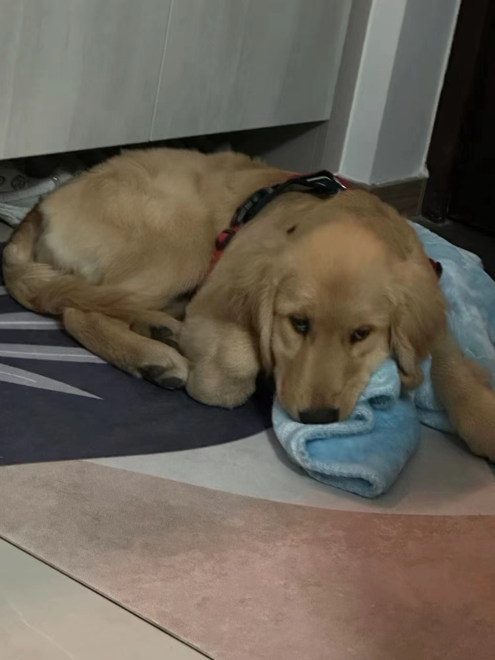 狗狗神经炎一般检查是没办法确诊的，需要做核磁共振（太原这边费用在2500左右）每个城市的具体价格也不太一样我只是说个大概 ⭐主要症状：食欲不振 精神萎靡 弓背走路 后驱弯曲无力 腰背腹部痉 挛 摸碰会痛苦惨叫 但是检查身体都没有受伤 坐立不安 不敢趴下睡觉 体内炎症指数非常高 但是检查不出来原因 （有些狗狗还会高烧不退） - ⭐神经炎的主要诱因：多发性神经炎就是跟人差不多末梢神经 痛，非常的难受。...