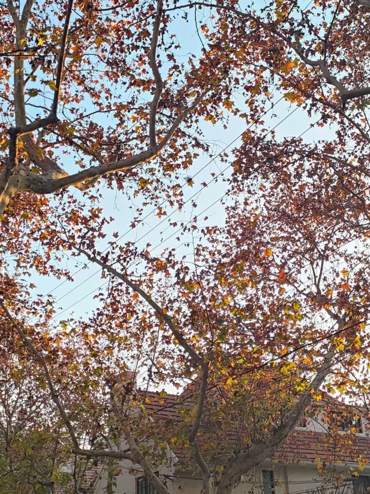 生活小记📝——能不能一键圣诞🎄