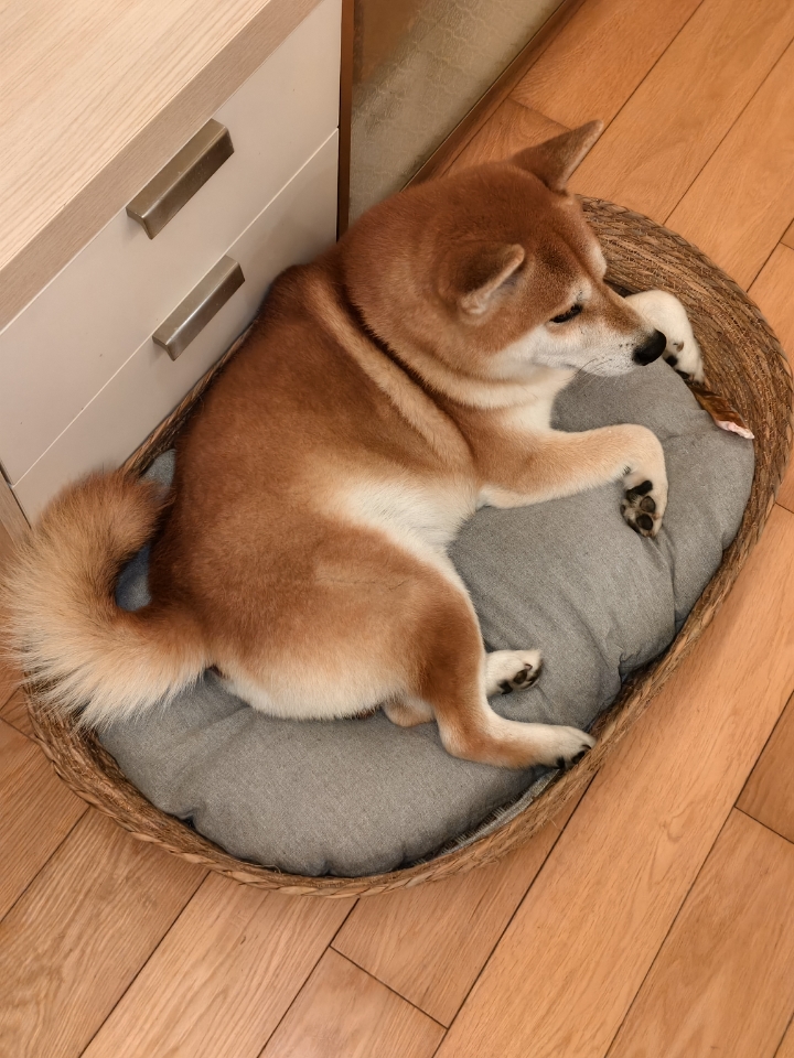 姨姨们狗儿先眠了....😴