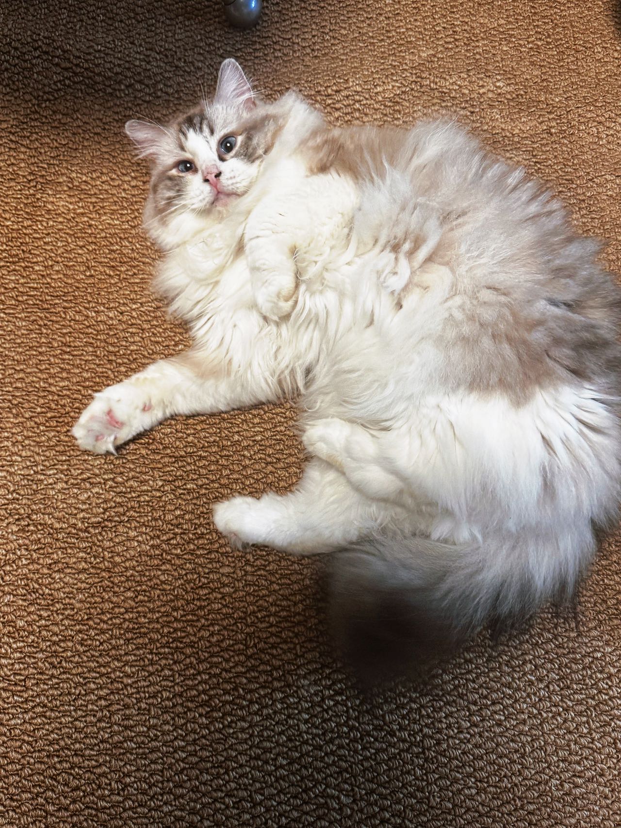 挑战！全网最会遛狗的修猫咪🐱