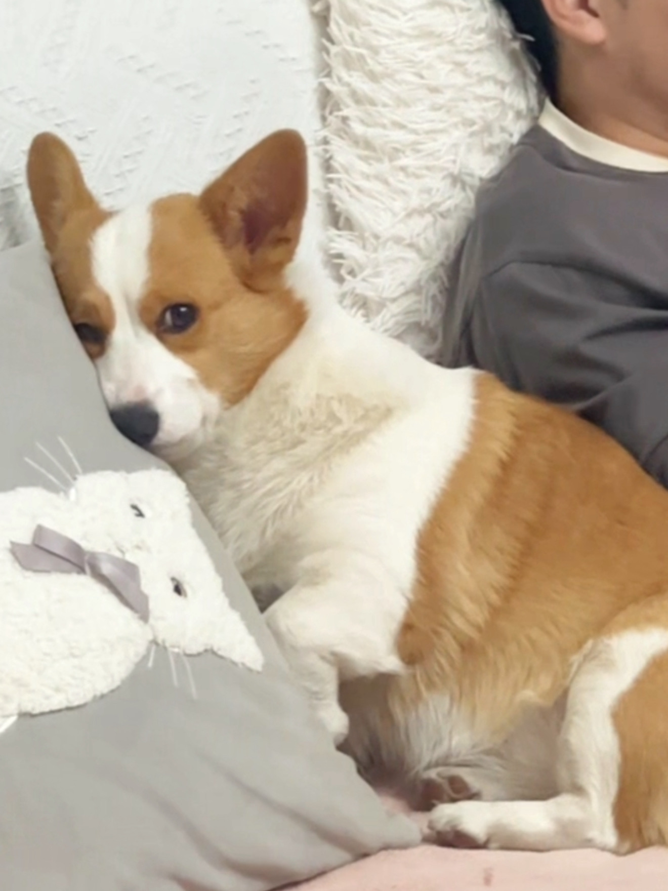 这个小短腿又在生胖气了…